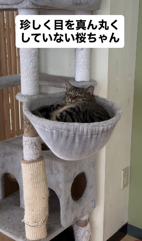 キャットタワーのハンモックで寝ている猫