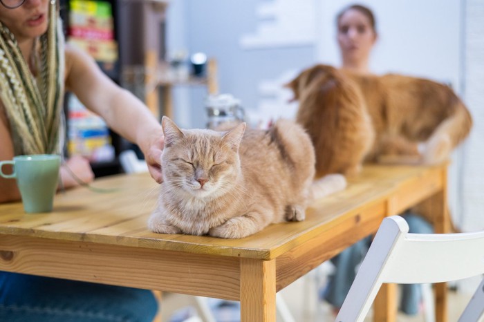 猫カフェの風景