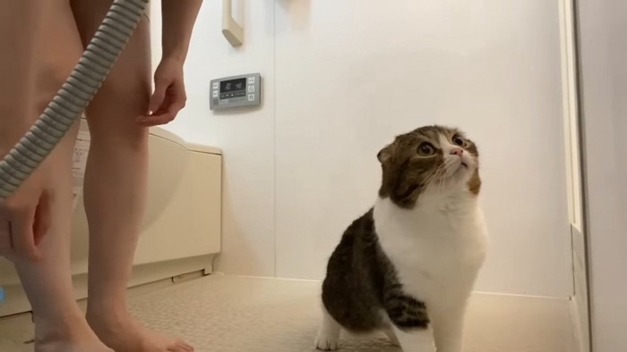 上を見る猫