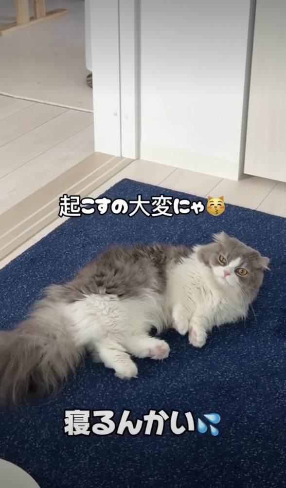 床に寝転ぶ猫