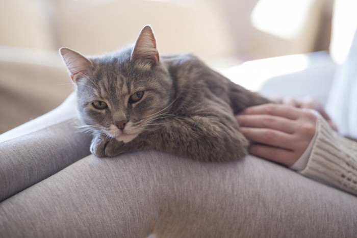 膝の上の猫