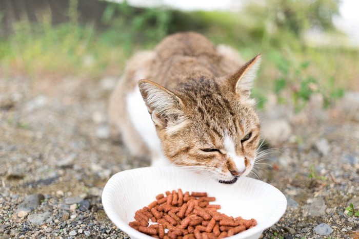 餌を食べる猫