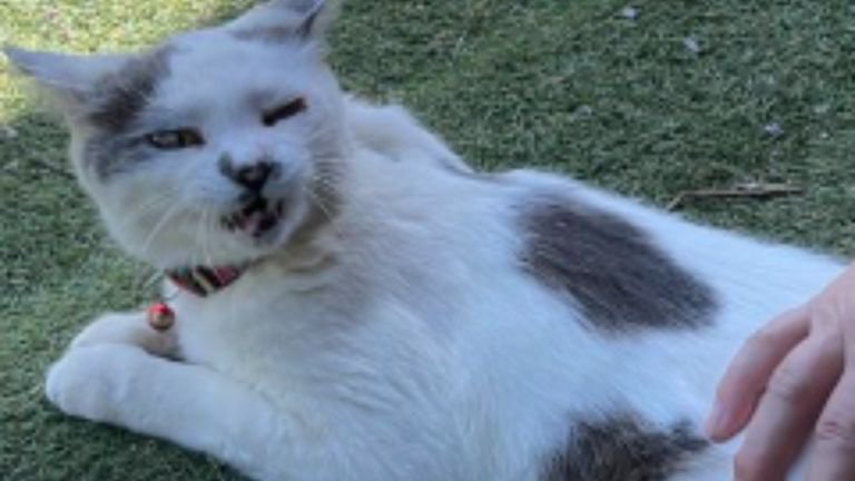 外にいる猫