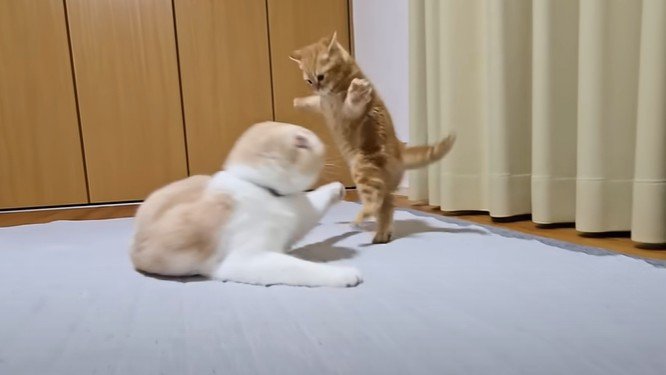 じゃれあって遊ぶ二匹の猫