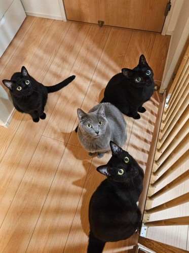 猫4匹