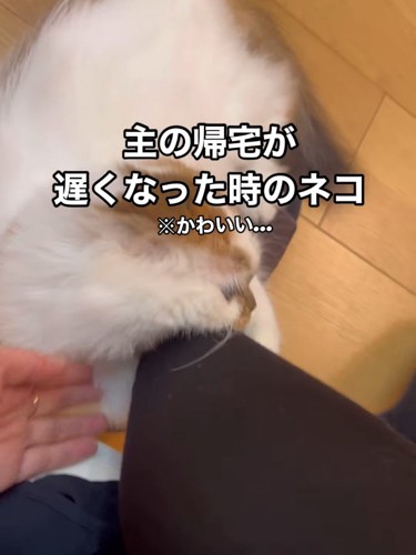 人の足元にいる猫