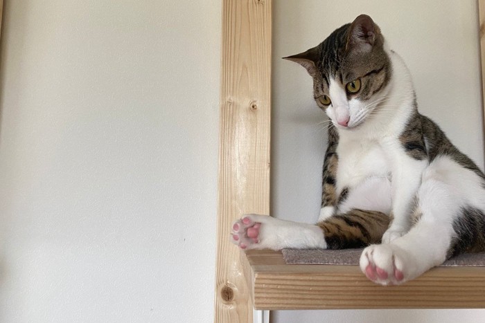 キャットタワーと猫
