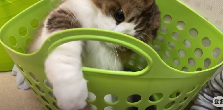 手を出す猫