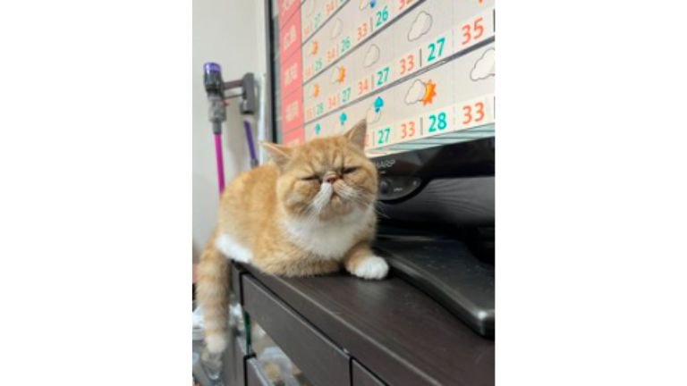 室内にいる猫