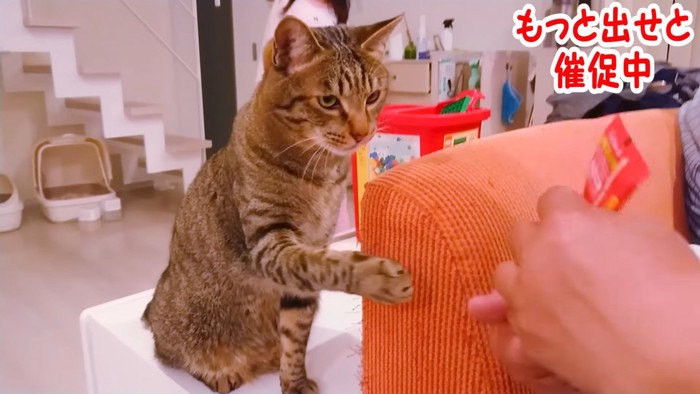 前足をあげる猫