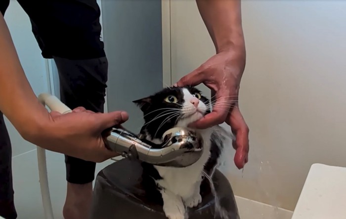 シャンプーする猫