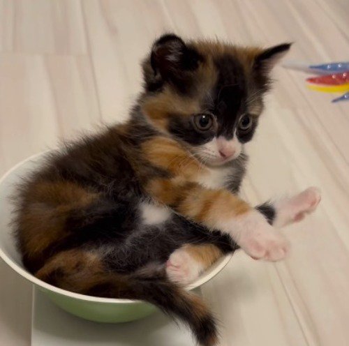 足をクロスに重ねて皿の中で丸まる子猫