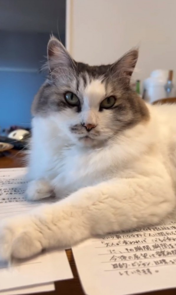 邪魔をする猫