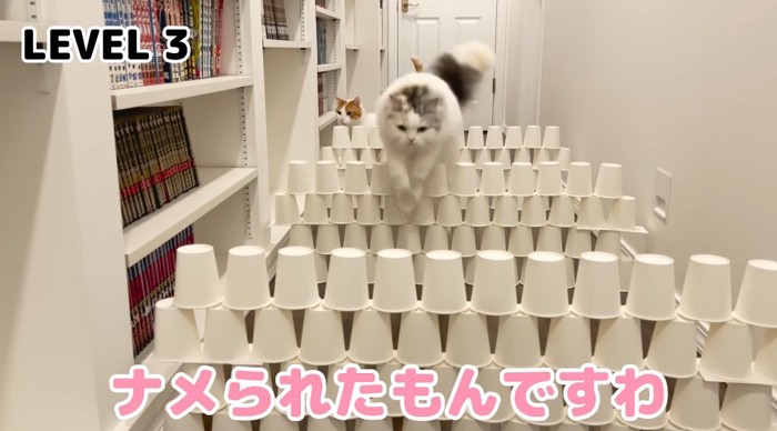 飛び越える猫