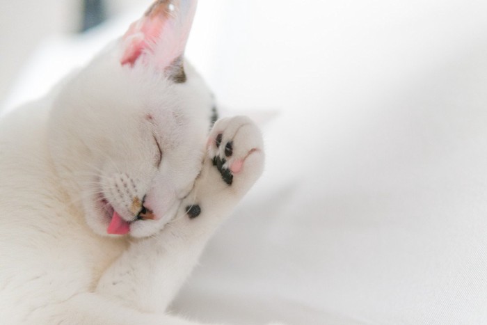 顔を洗う白猫