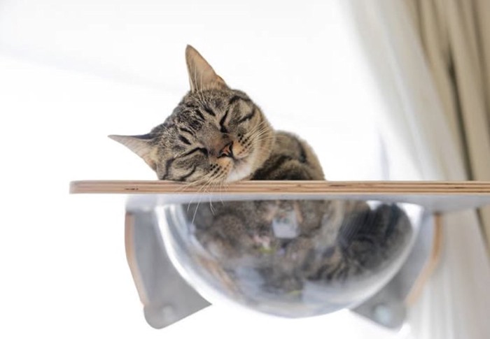 キャットボウルでくつろぐキジトラ