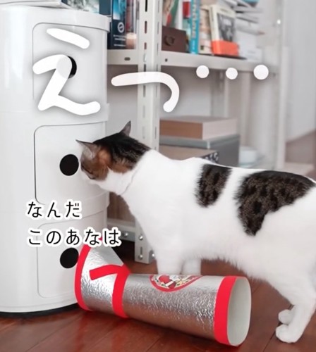 踏み台にする猫