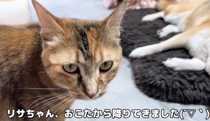 コタツから降りてリキくんに近づくリサちゃん