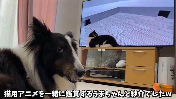 カメラを見る犬とテレビを見る猫