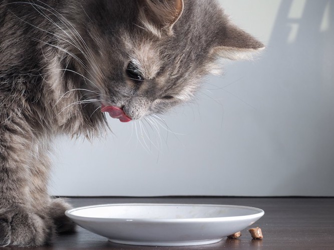 コンボを食べて下を出す猫