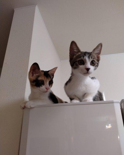 冷蔵庫の上に乗る2匹の猫