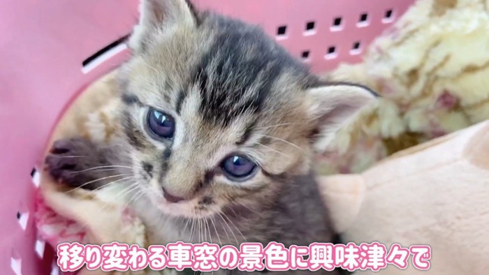 キャリーの中の赤ちゃん猫