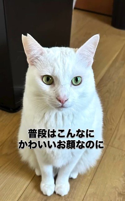 座っている猫