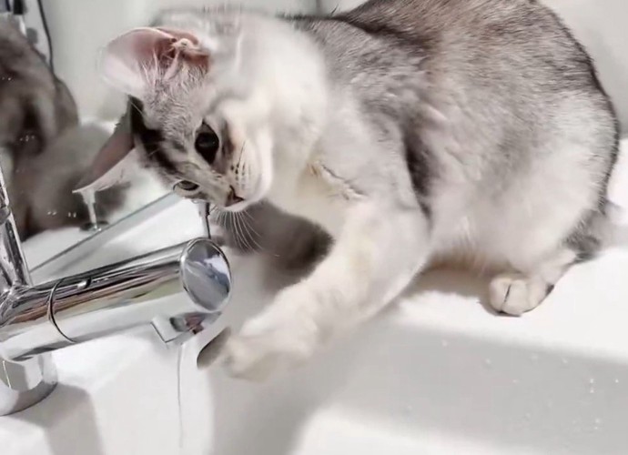 蛇口から出る水に前足を近づける猫