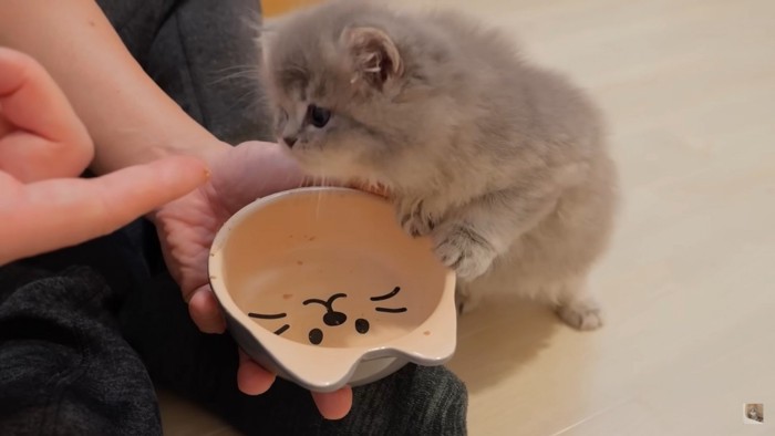 指に乗ったご飯を見つめる子猫