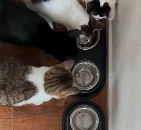 並べられた皿に顔を近づける猫たち