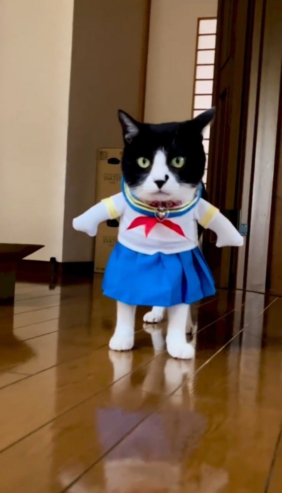 コスプレをして正面を向く猫3