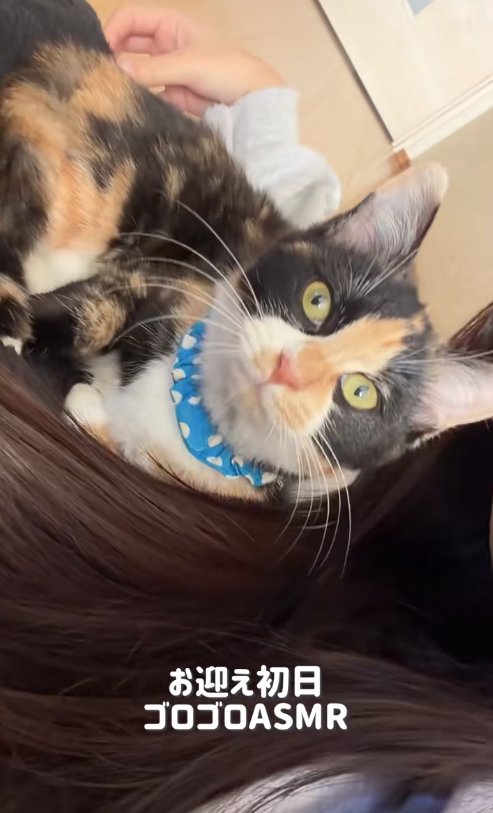 飼い主の脇の間で丸くなるカメラ目線の子猫