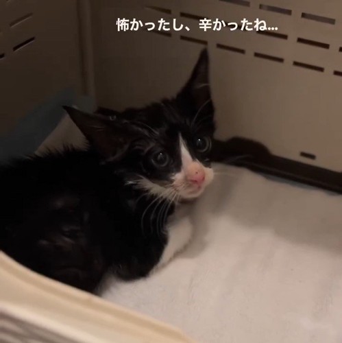 振り向く子猫