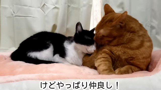 寄り添う2匹の猫