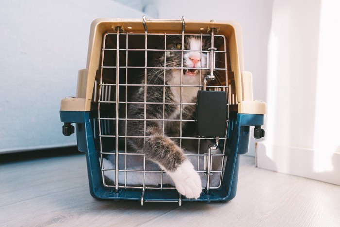 クレートから出ようとする猫