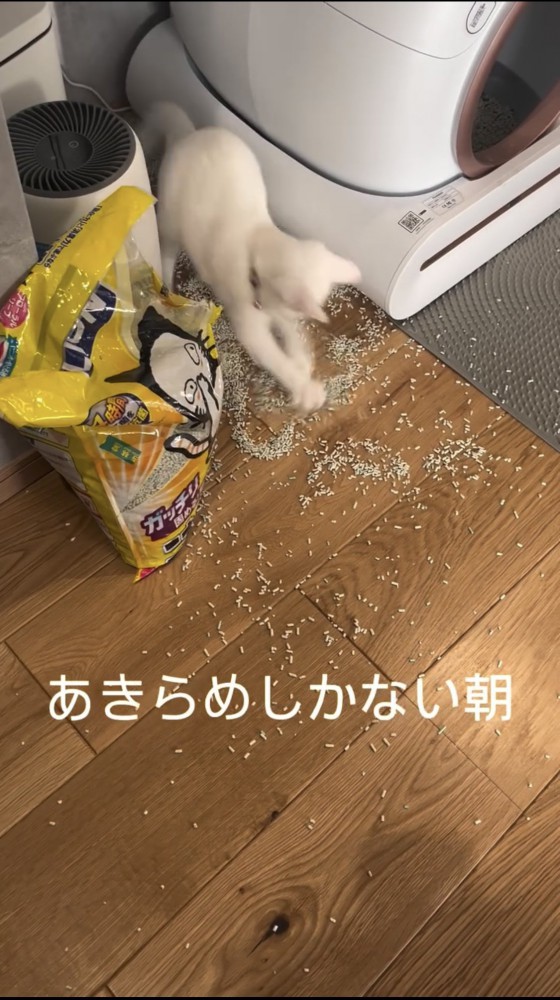 部屋を散らかす猫