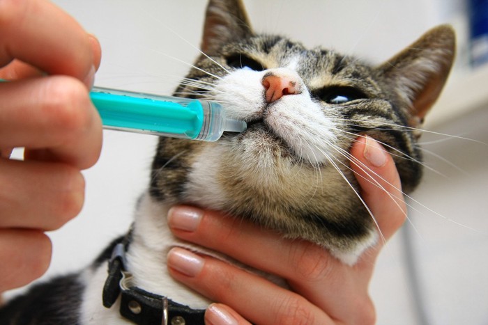 シリンジで給水する猫