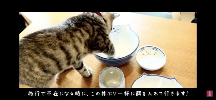 お皿に手を入れる猫