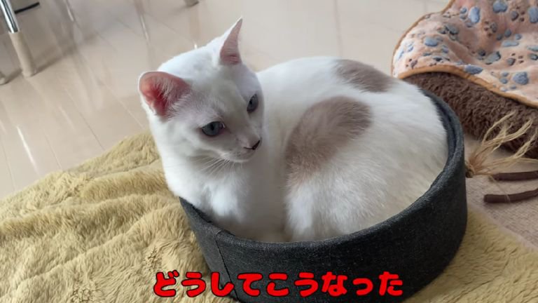 室内にいる猫