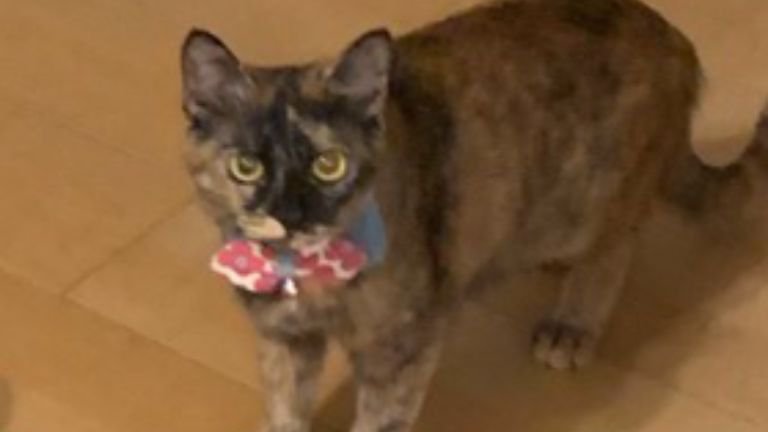 三人官女と猫