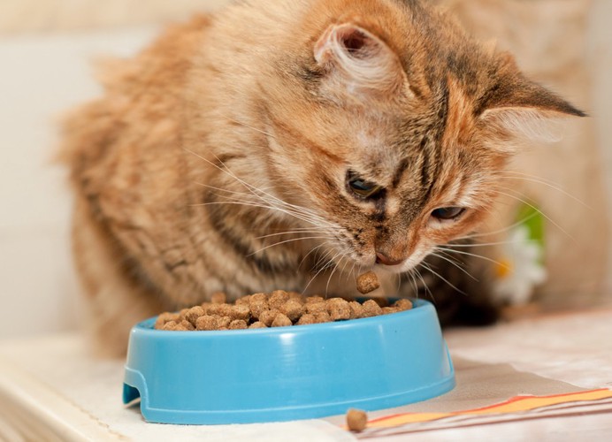 キャットフードを食べる猫