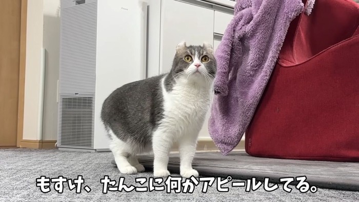 アメリカンカールの猫