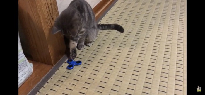 ハンドスピナーで遊ぶ猫