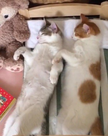 ベッドの上で仲良く眠る2頭の猫