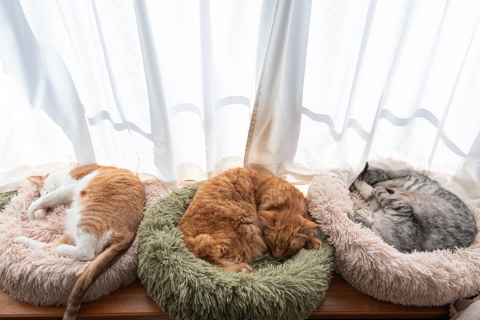 三匹の猫
