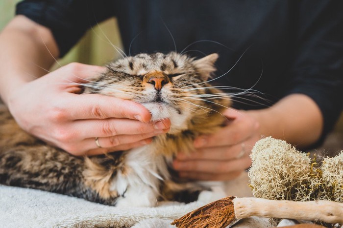 タオルの上に乗ってマッサージを受ける猫