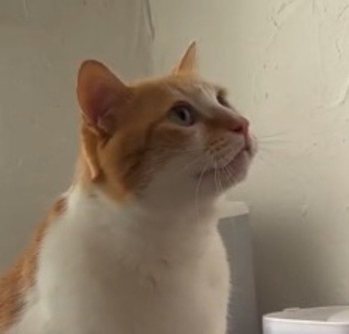 飼い主の顔をジッと見つめる猫