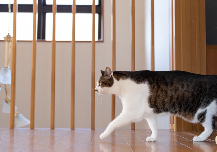 部屋から出てくる猫