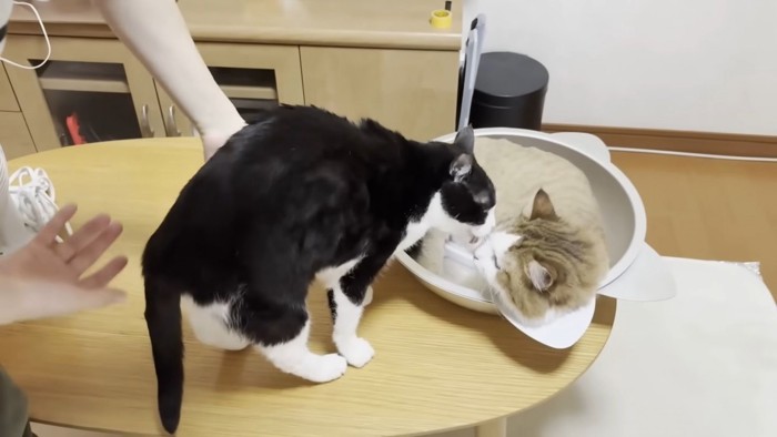 2匹の猫ちゃん