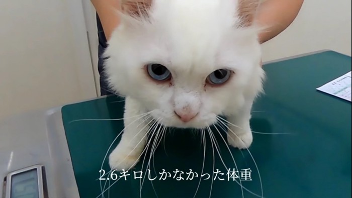 体重をはかる猫